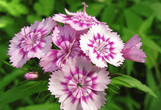 Flores de clavel