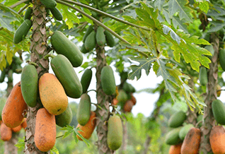 Papayas en el árbol